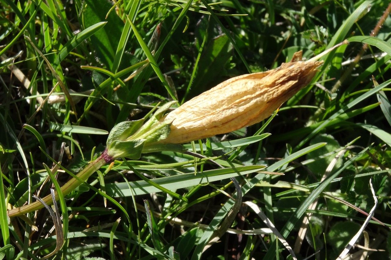 Gentiana occidentalis fruit