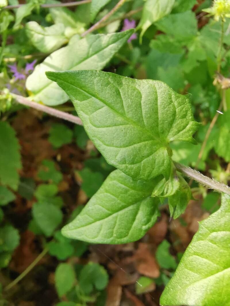 Melampyrum nemorosum leaf