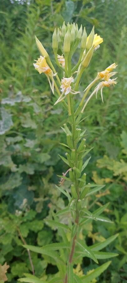 Oenothera villosa flower