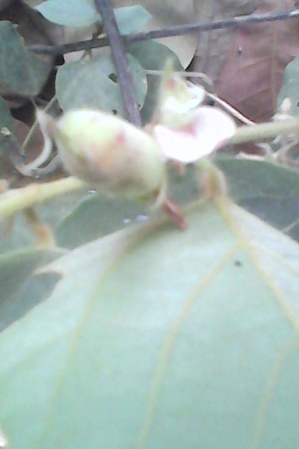 Flemingia faginea flower