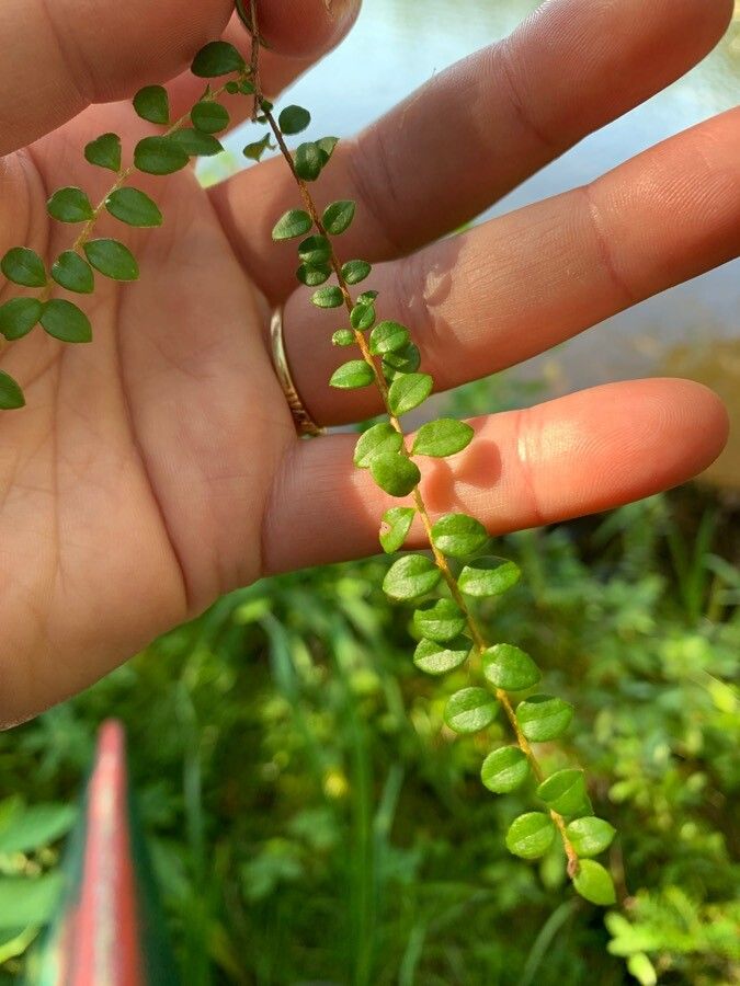 Gaultheria hispidula leaf
