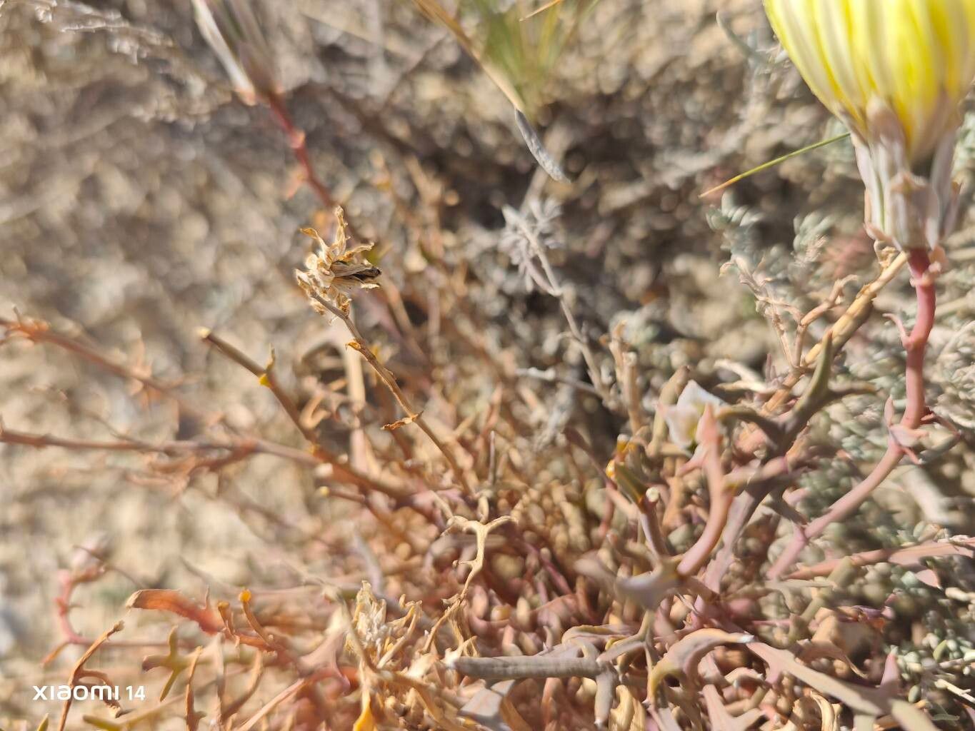 Launaea pumila — houseplant care guide