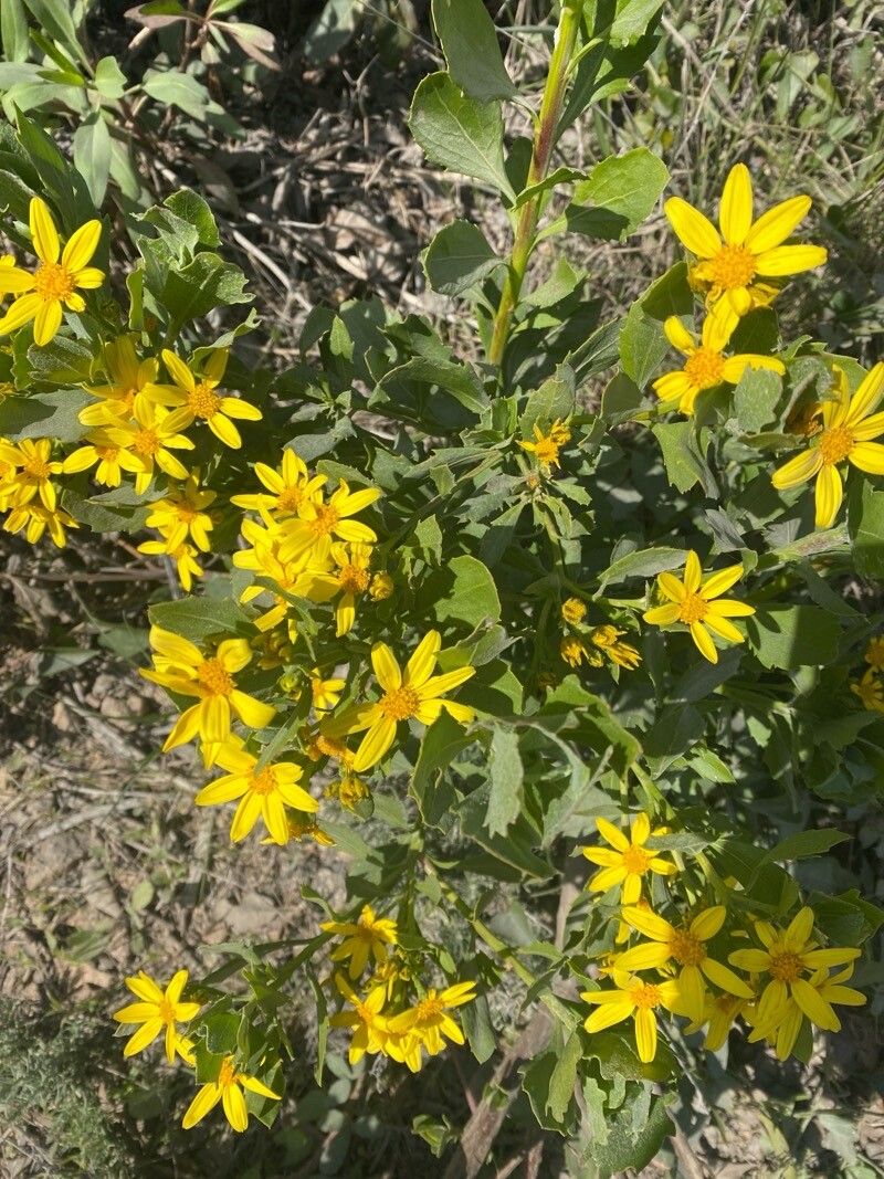Osteospermum moniliferum flower