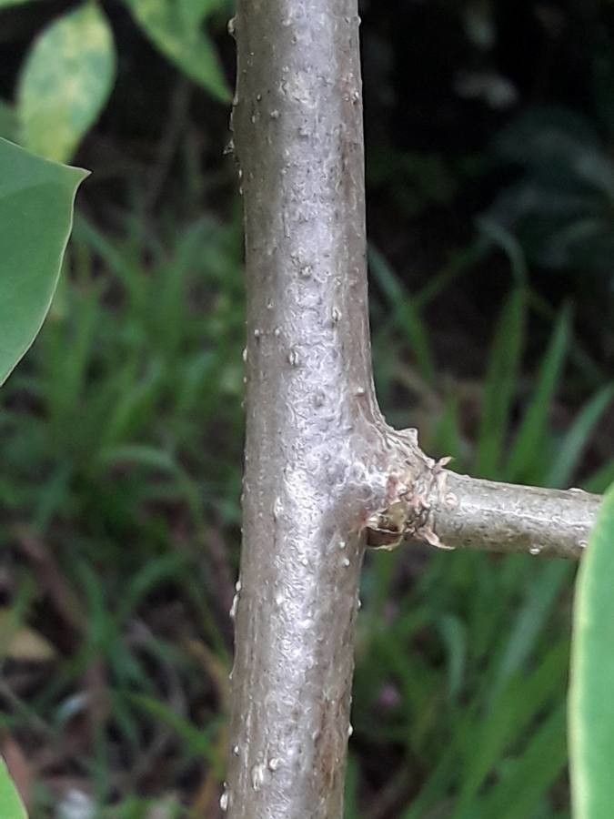 Solandra grandiflora bark