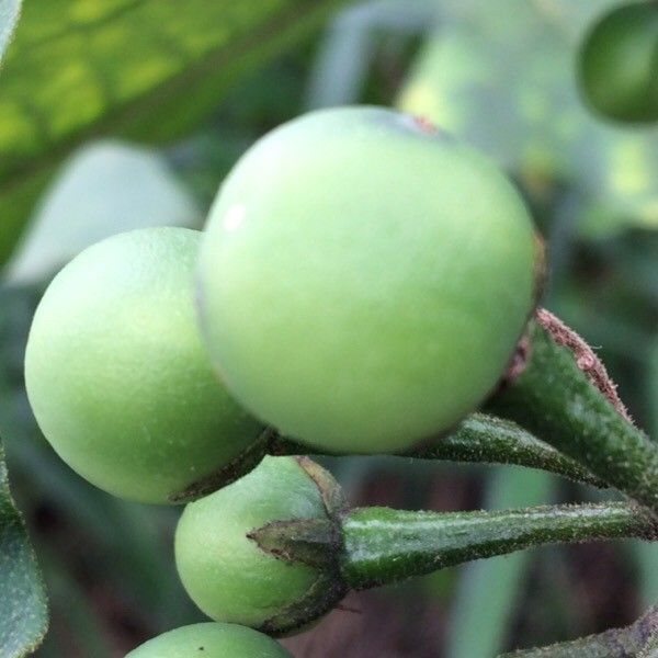 Solanum robustum fruit