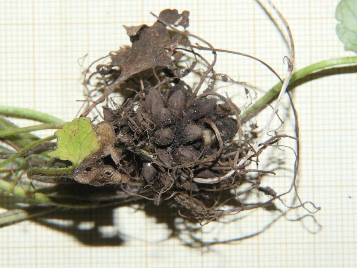 Ranunculus nigrescens fruit