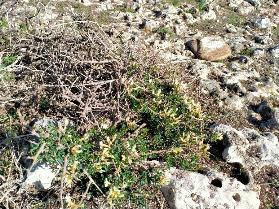 Chamaecytisus mollis habit