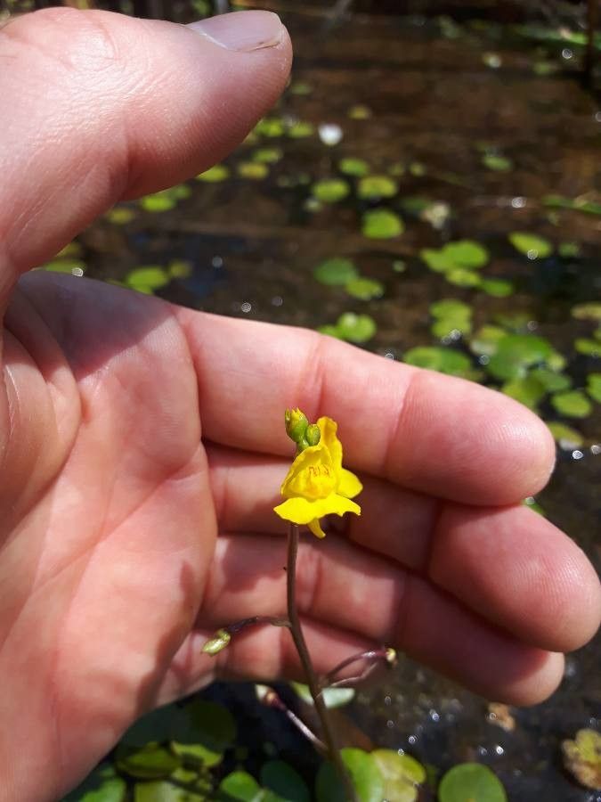 Utricularia radiata — search result for 'Utricularia'