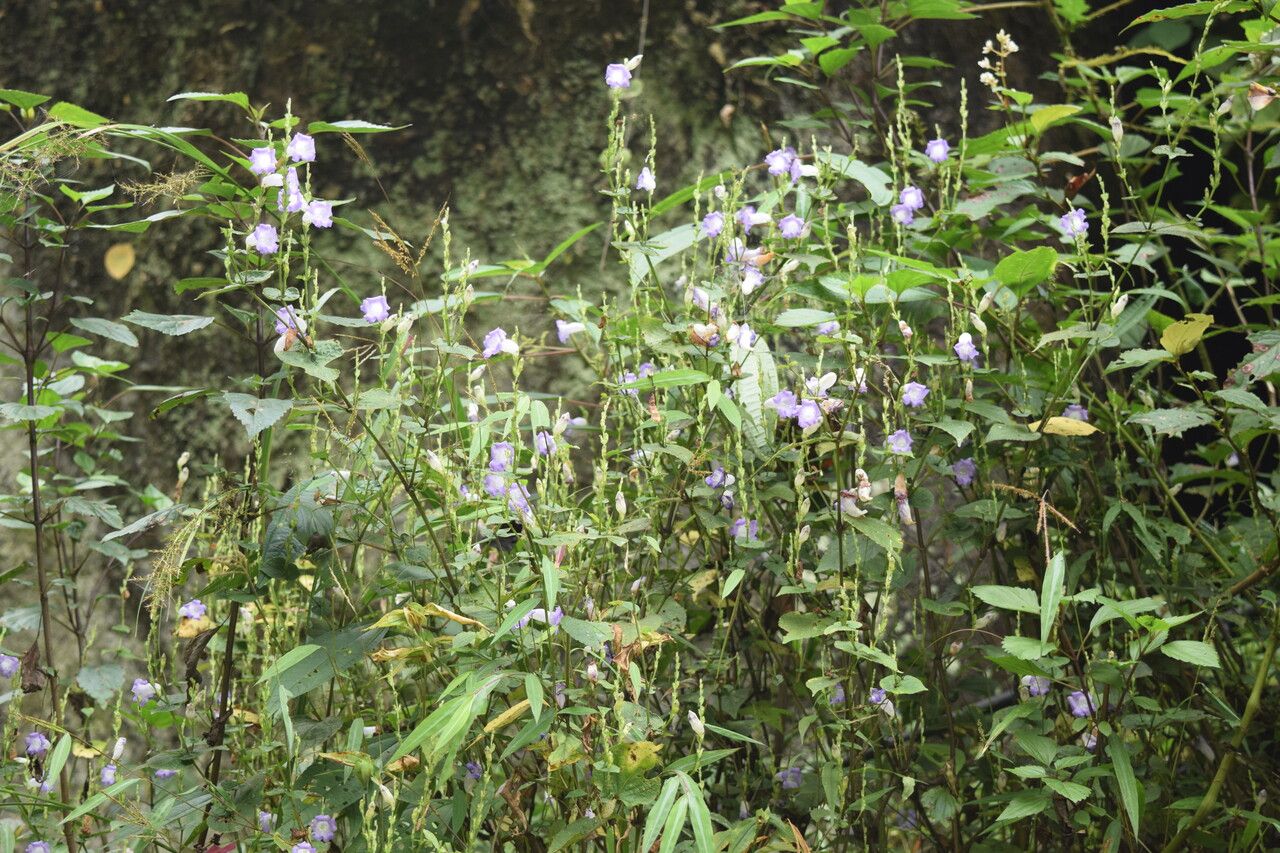 Strobilanthes saccata habit