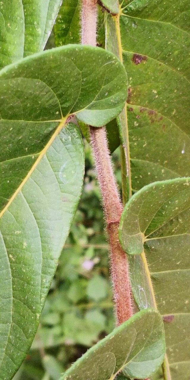 Ficus semicordata bark