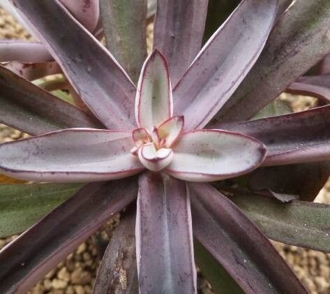 Echeveria penduliflora — houseplant care guide