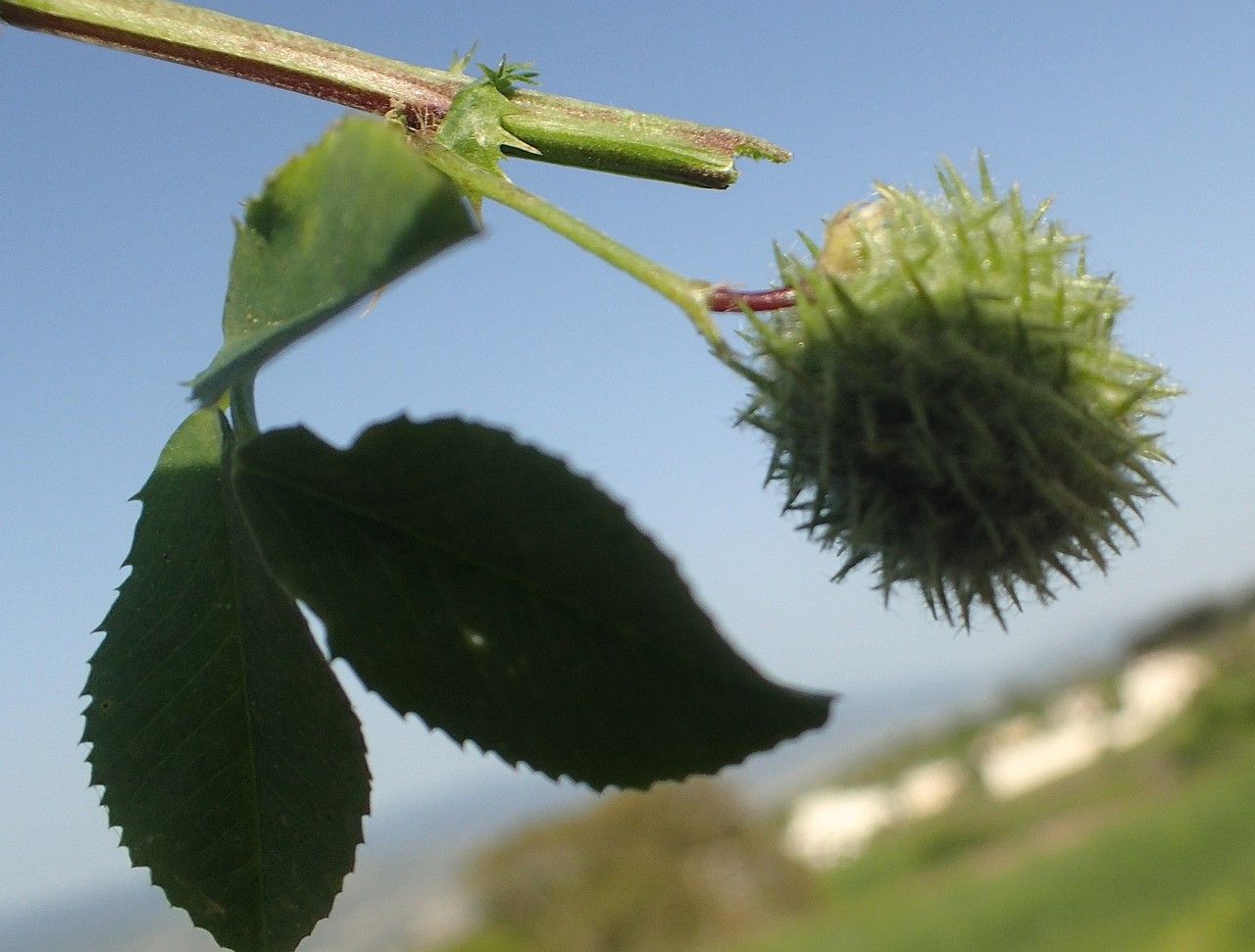 Medicago ciliaris flower