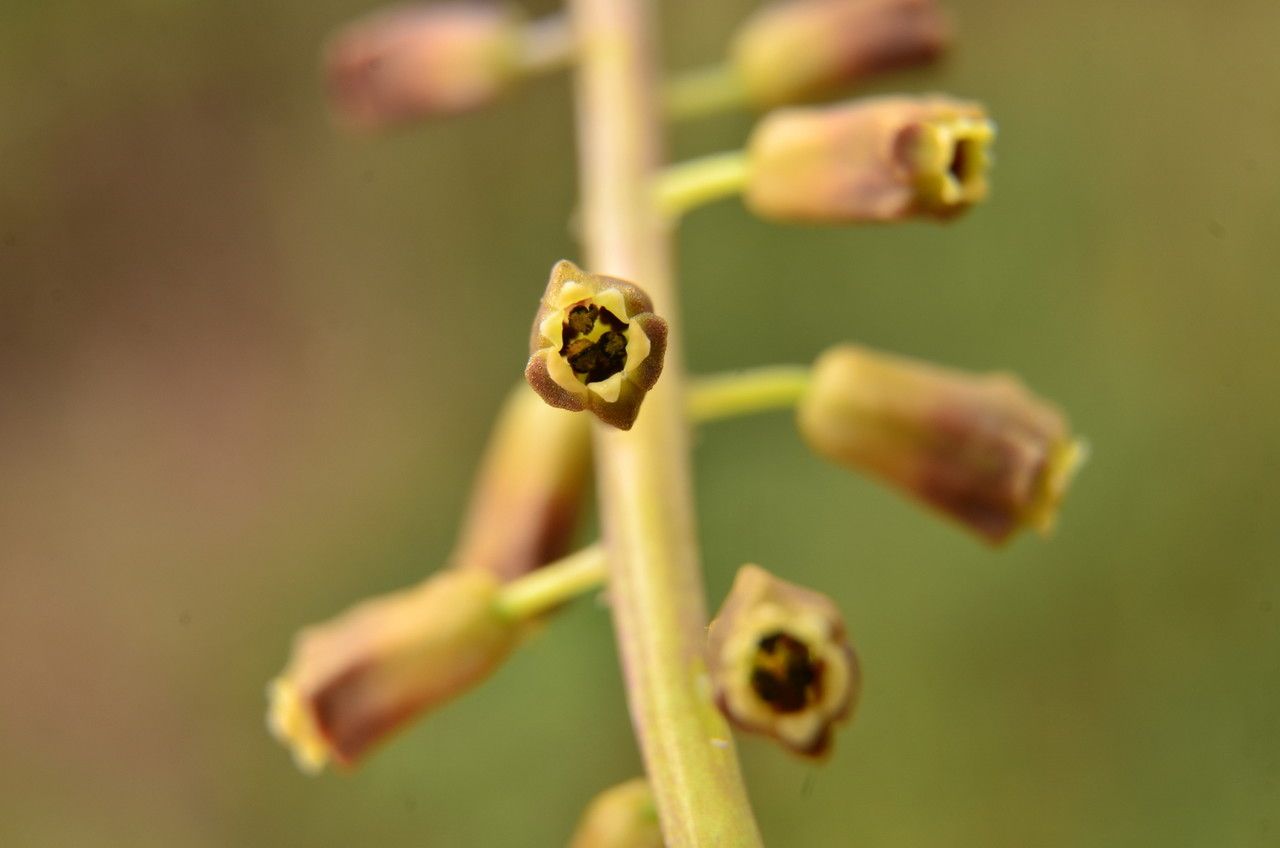 Leopoldia comosa fruit
