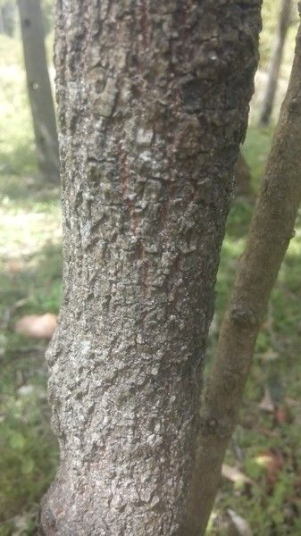 Davidsonia pruriens bark