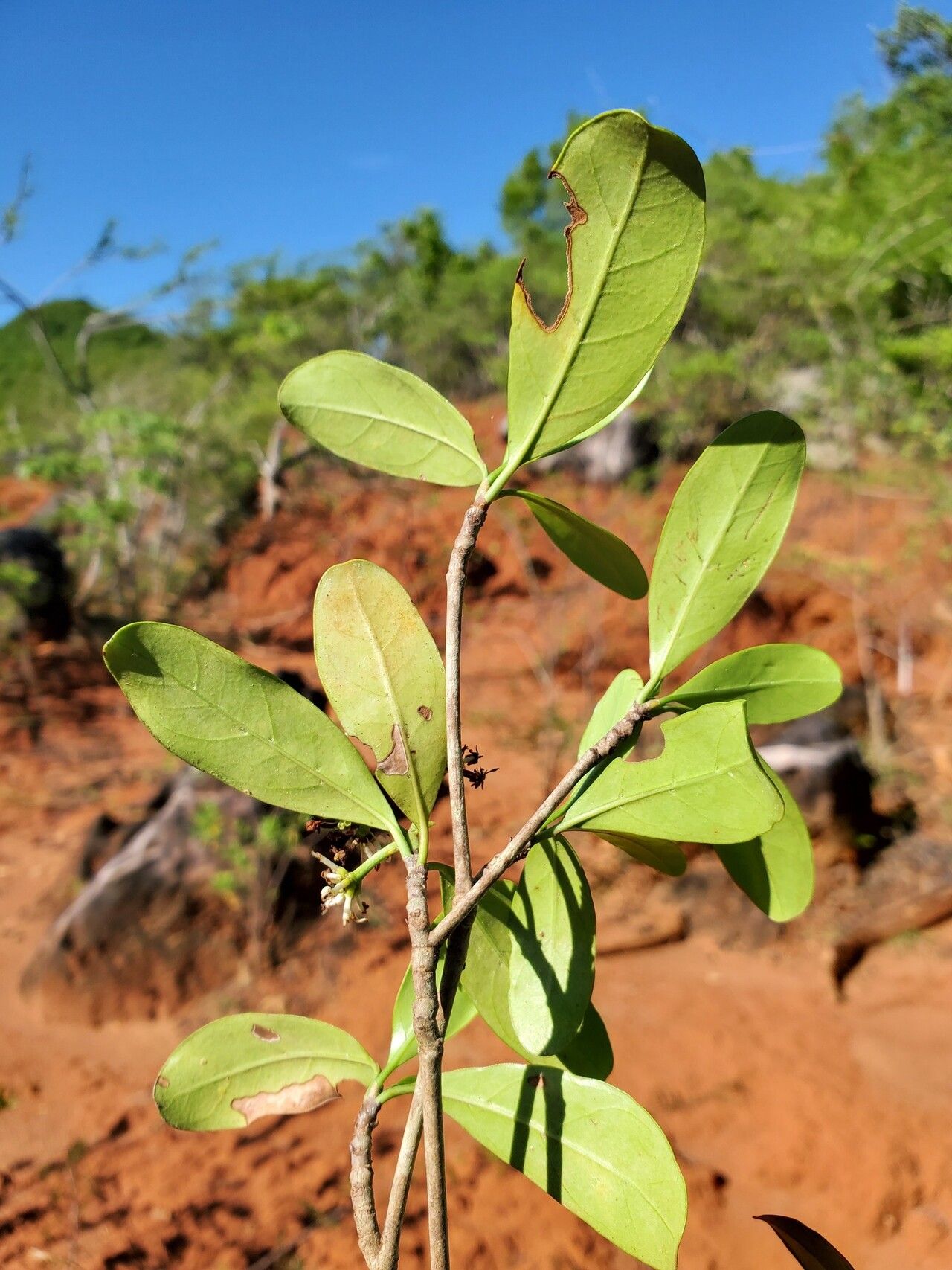 Coptosperma mitochondrioides — houseplant care guide