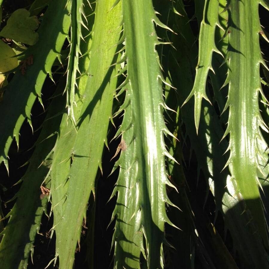 Eryngium agavifolium leaf