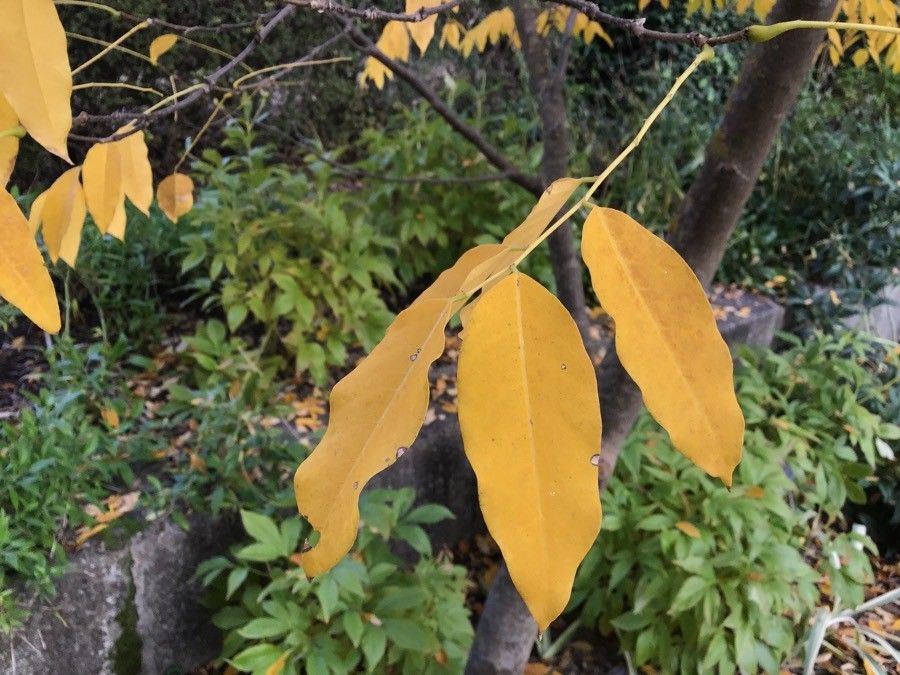 Cladrastis platycarpa