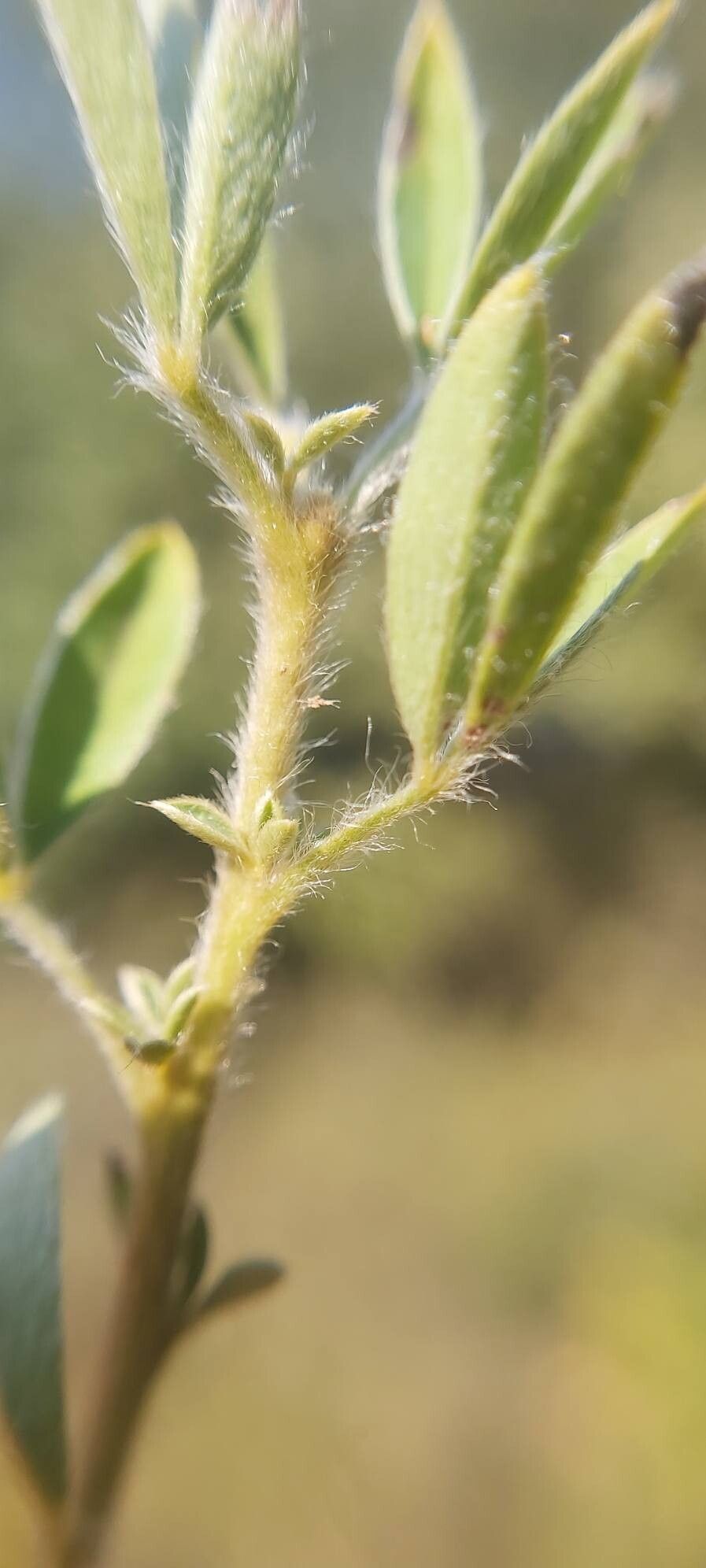 Chamaecytisus kovacevii bark