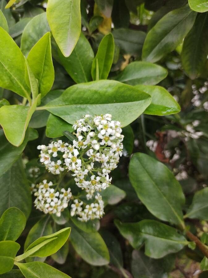 Escallonia paniculata flower