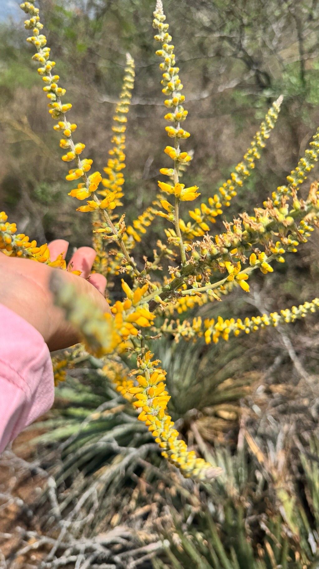 Dyckia maritima — houseplant care guide