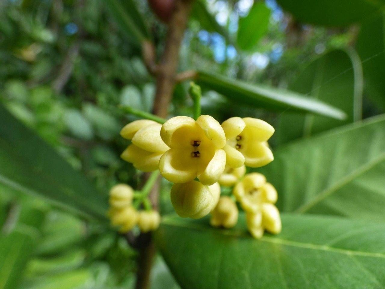 Noronhia emarginata flower