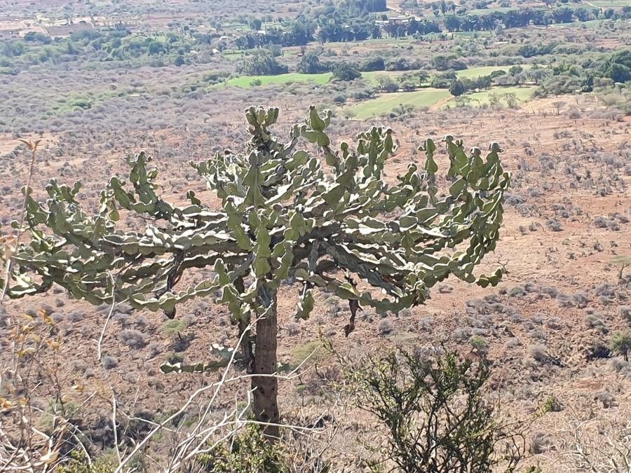 Euphorbia magnicapsula — houseplant care guide