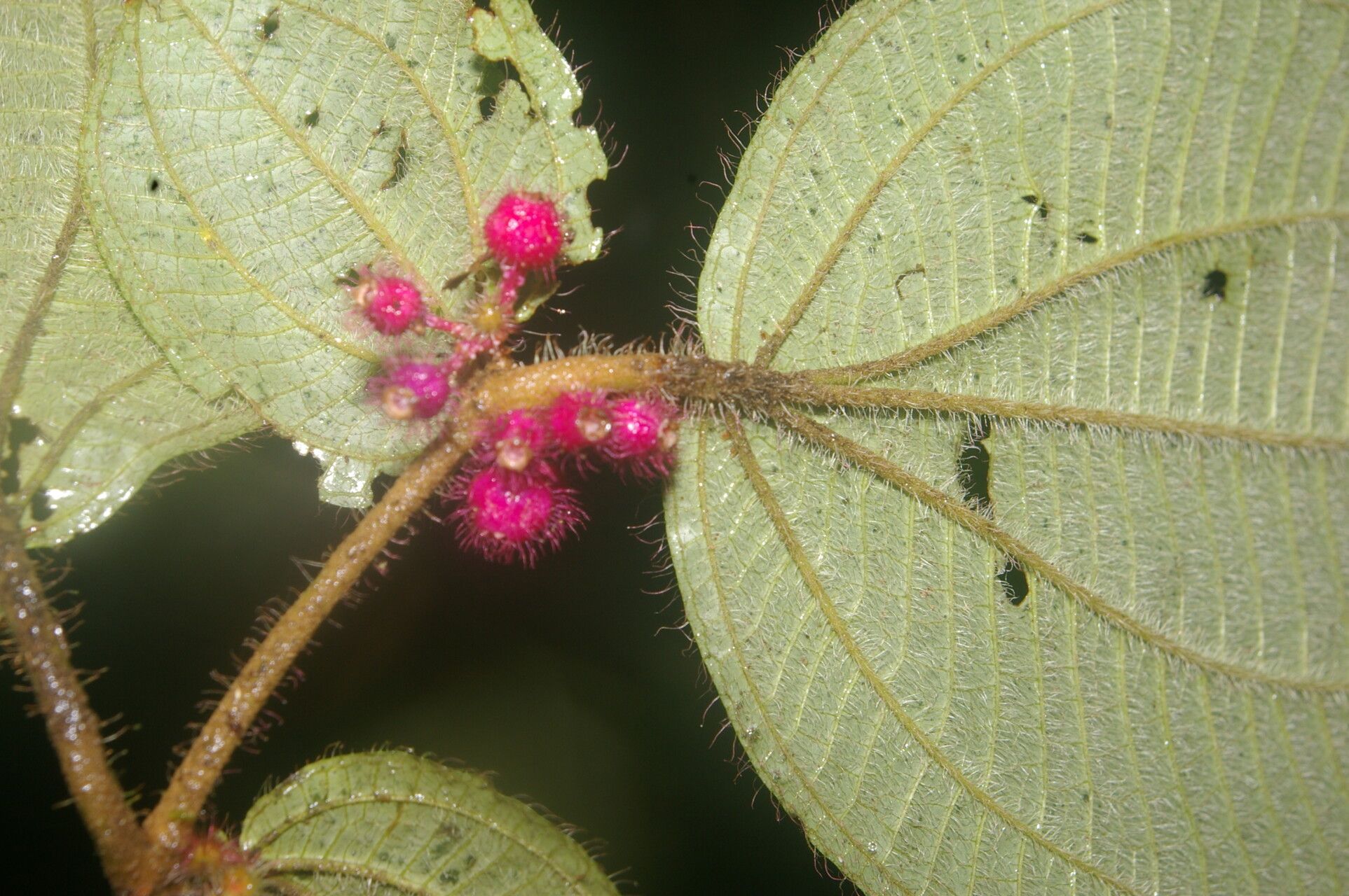 Miconia reitziana flower