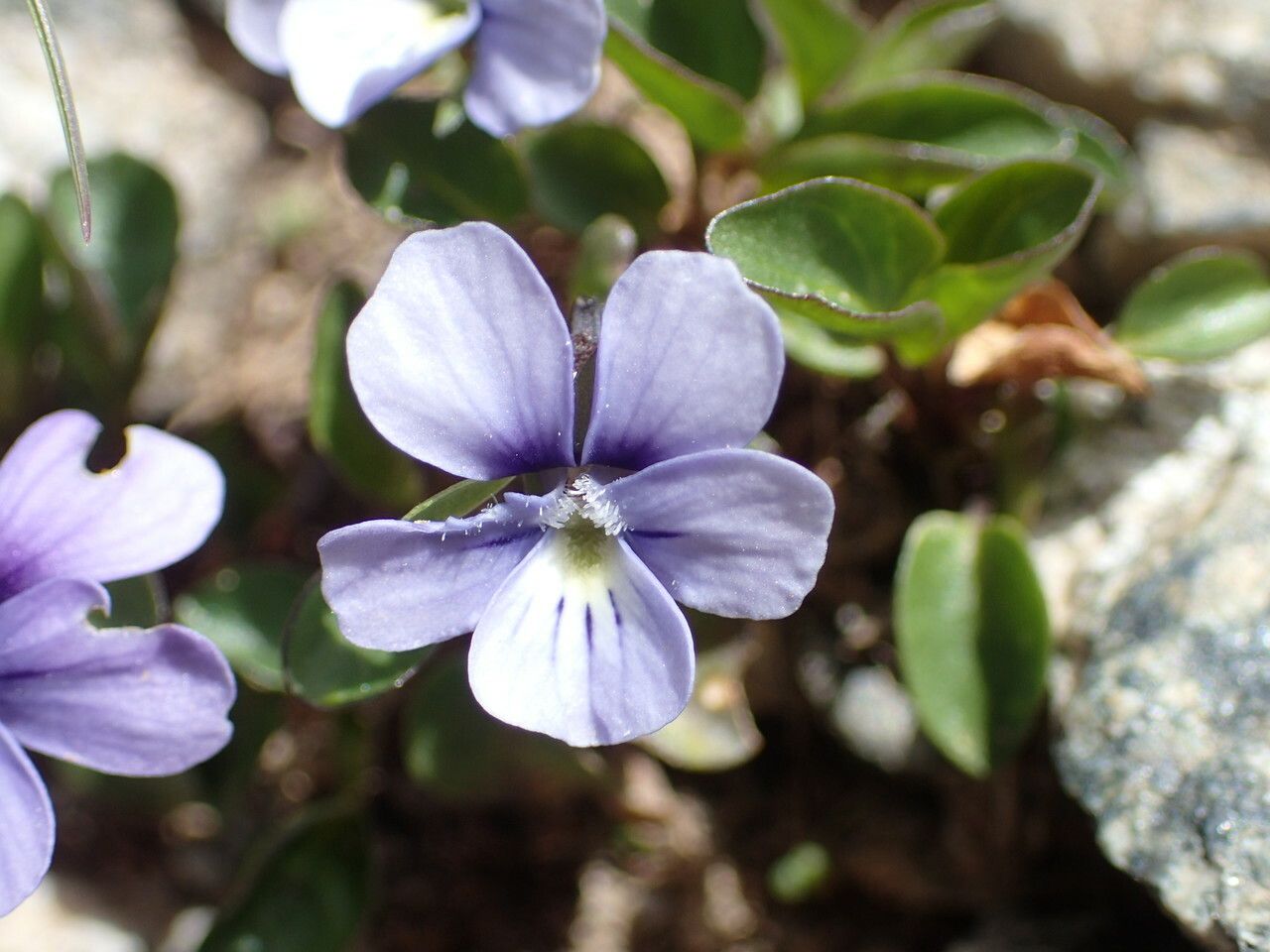 Viola argenteria flower