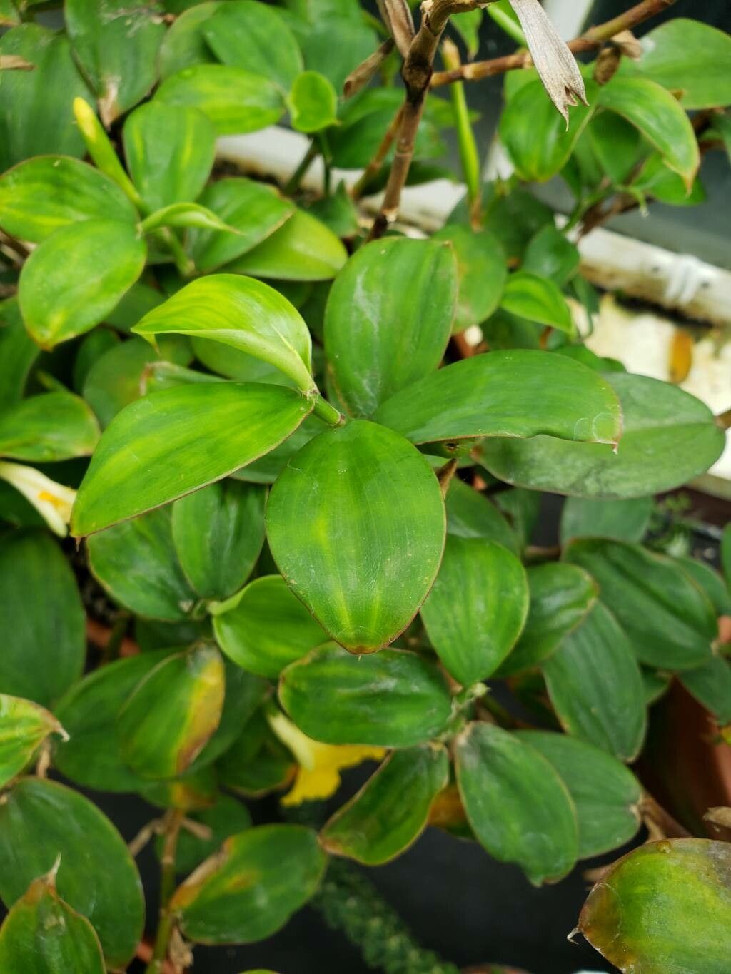 Monocostus uniflorus — search result for 'Costaceae'