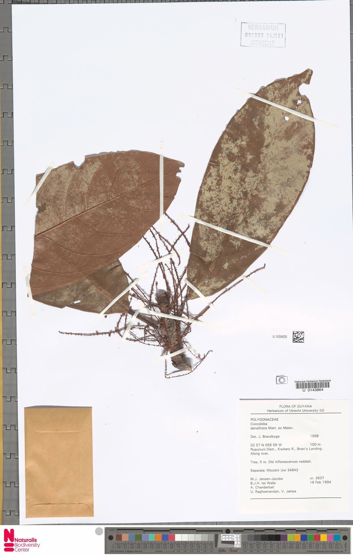 Coccoloba densifrons flower