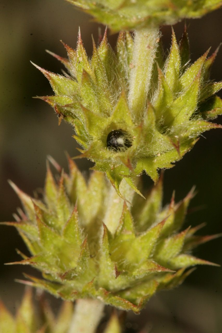 Sideritis fruticulosa fruit