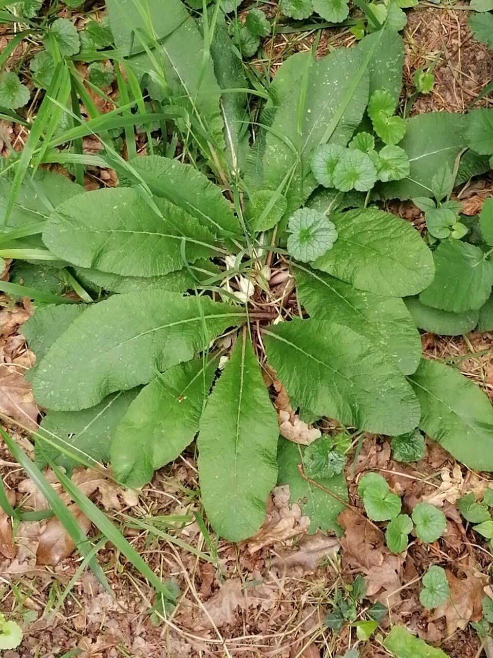 Elephantopus tomentosus