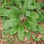 Elephantopus tomentosus