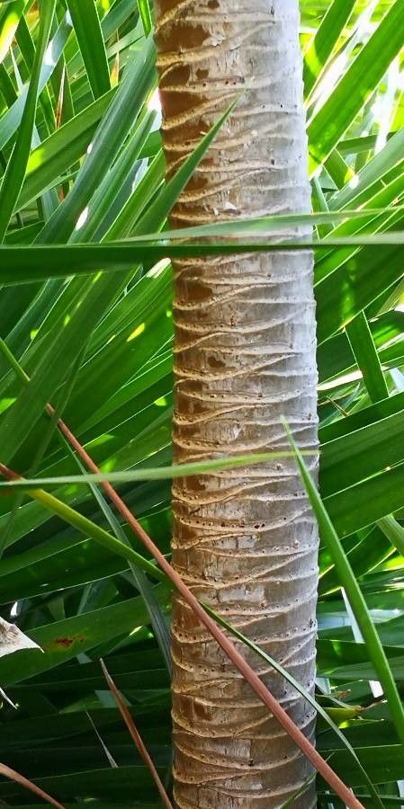 Dracaena cochinchinensis bark
