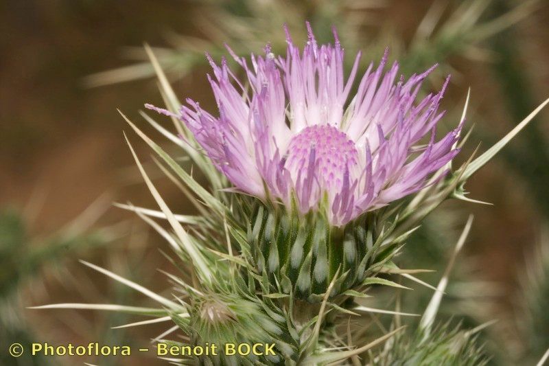 Carduus chevallieri — houseplant care guide