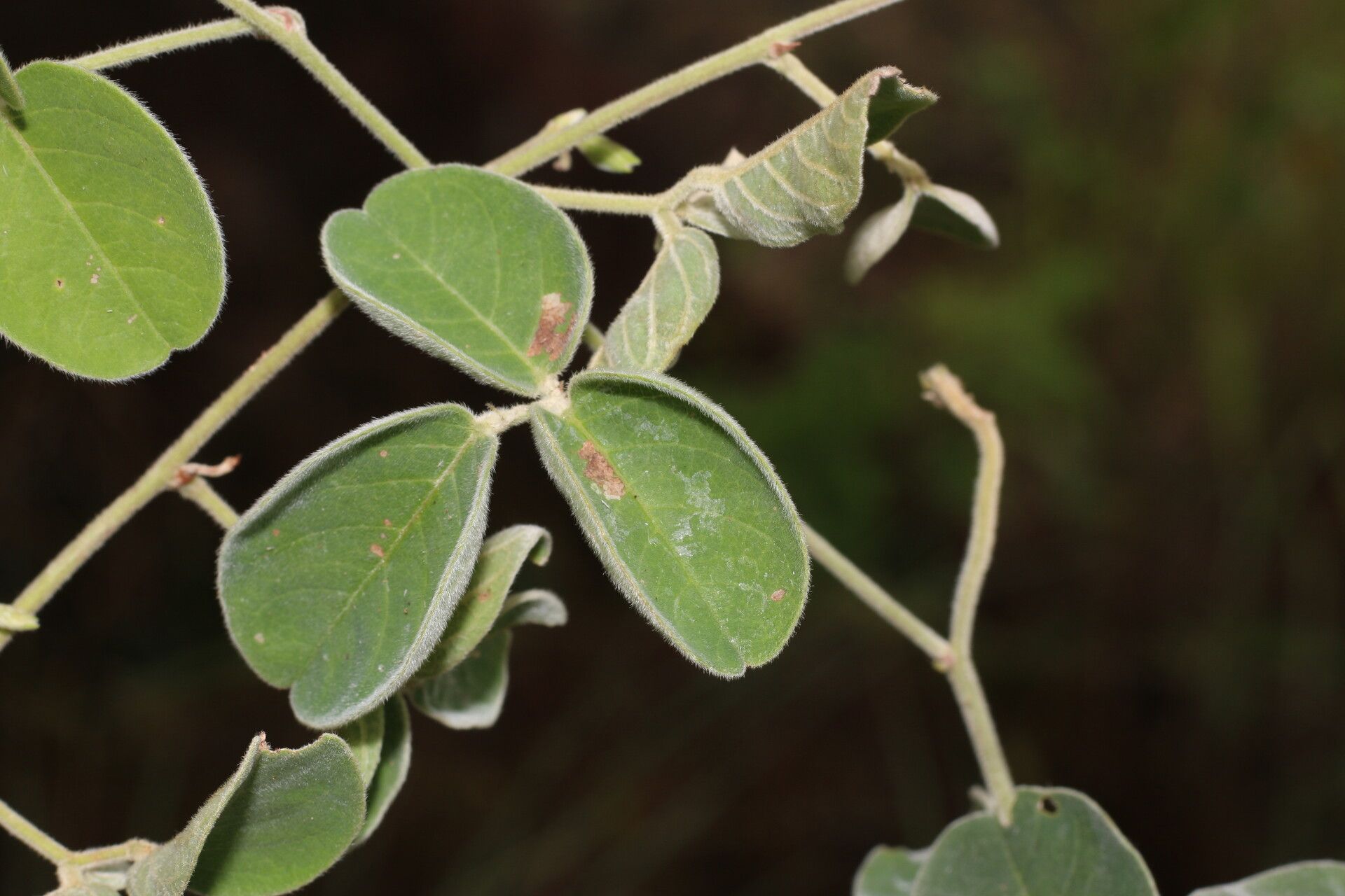 Galactia argentea leaf