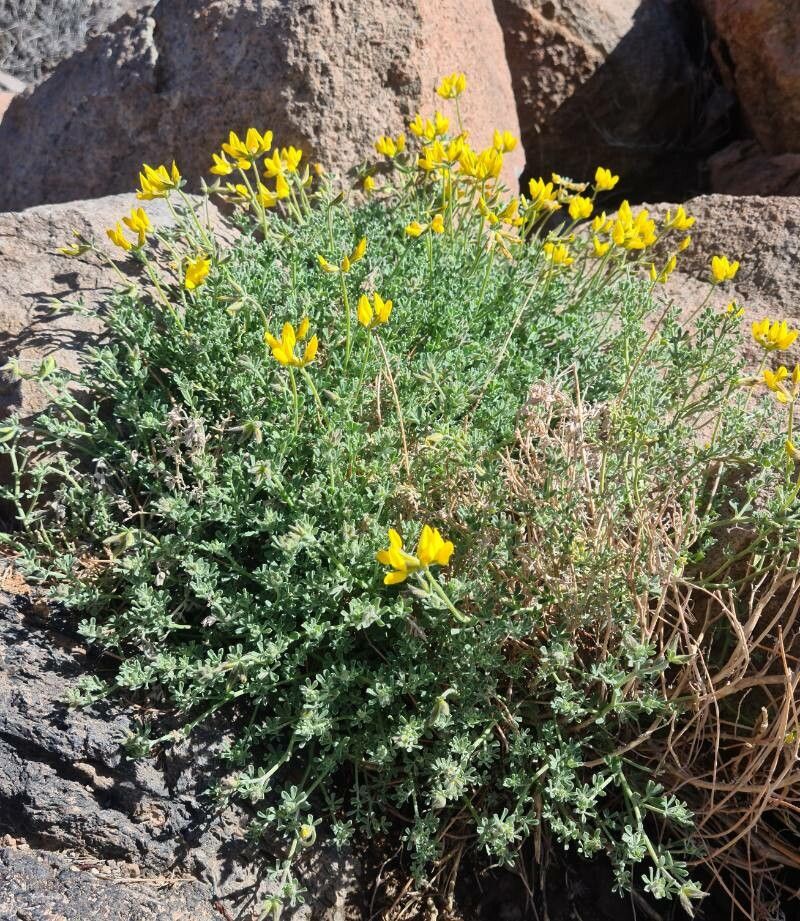 Lotus sessilifolius flower