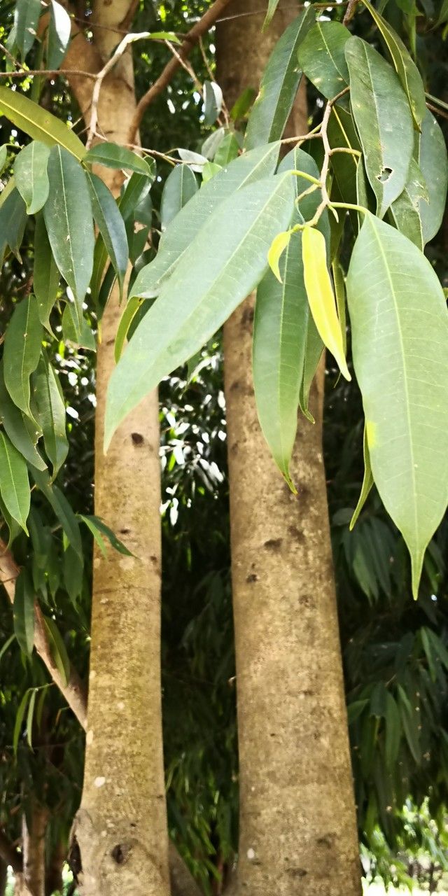 Ficus stenophylla bark