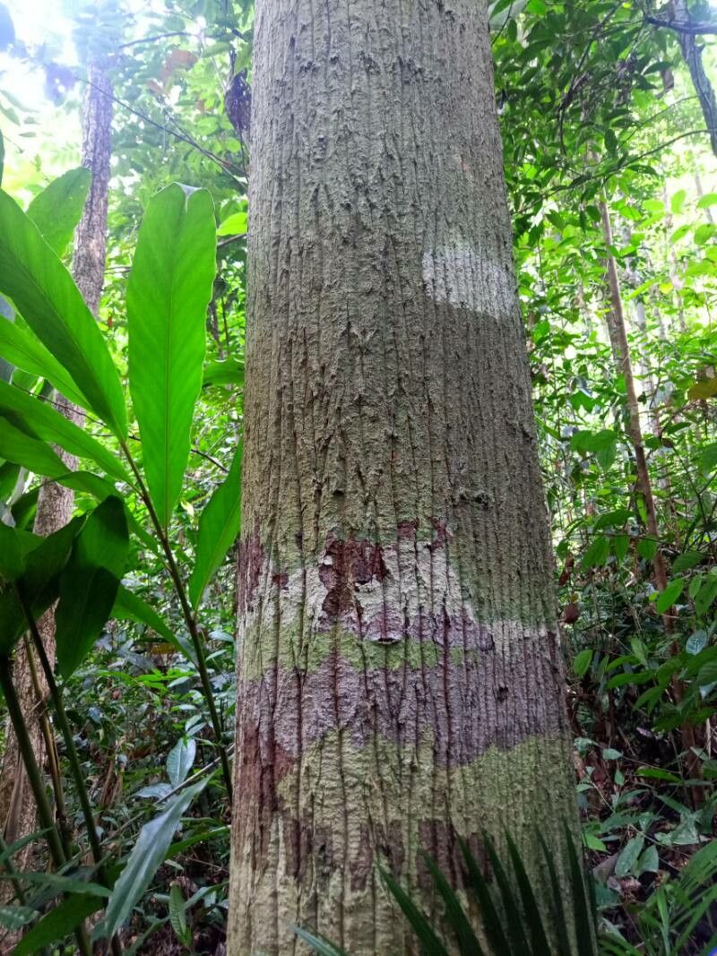 Horsfieldia grandis — related species from the same genus