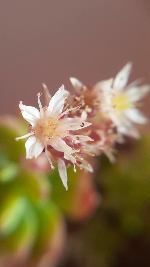 Sedum cuspidatum flower