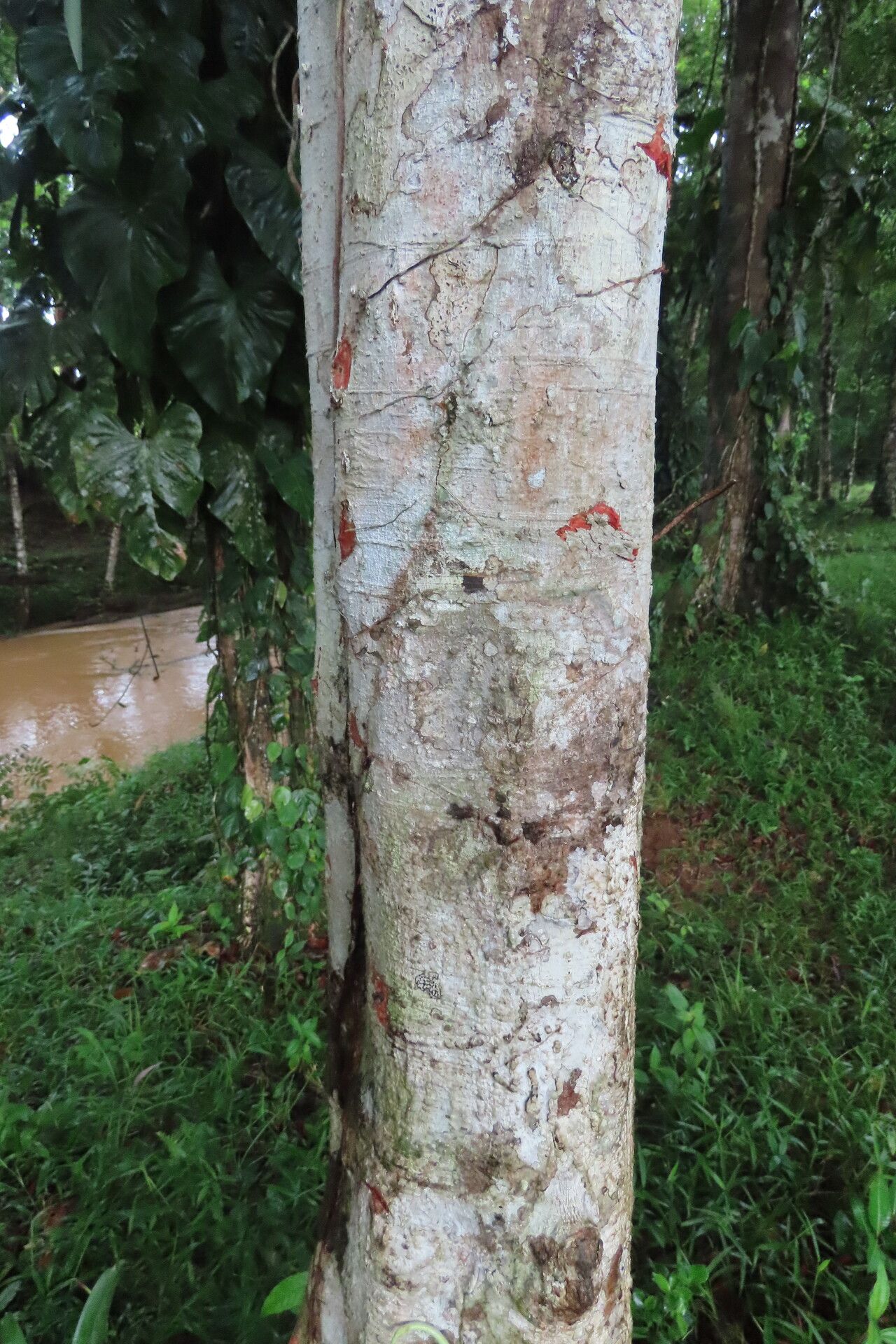 Protium pittieri habit