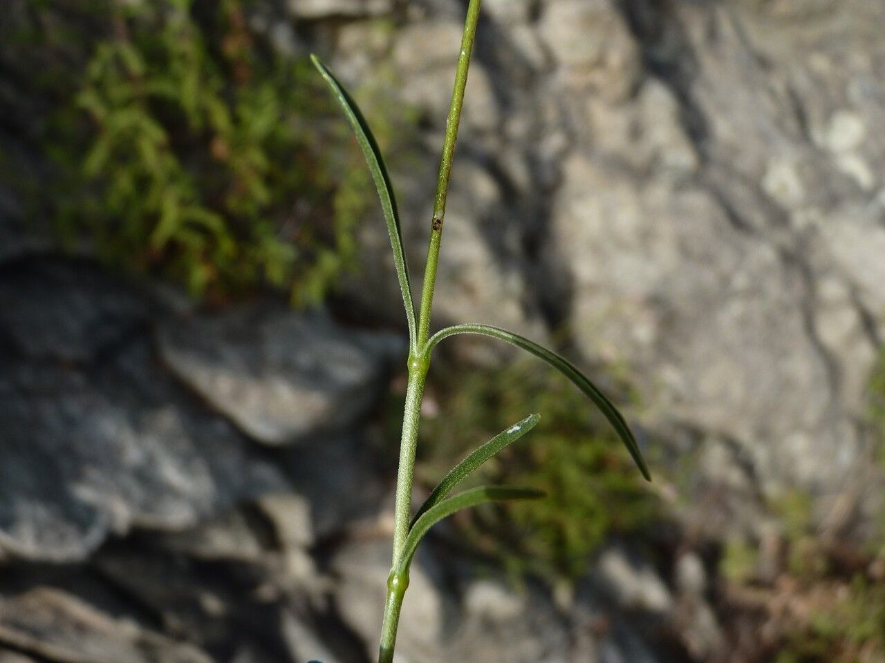 Silene nicaeensis — search result for 'Silene'