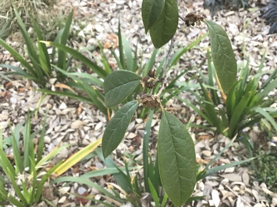 Sycopsis sinensis — search result for 'Fagaceae'