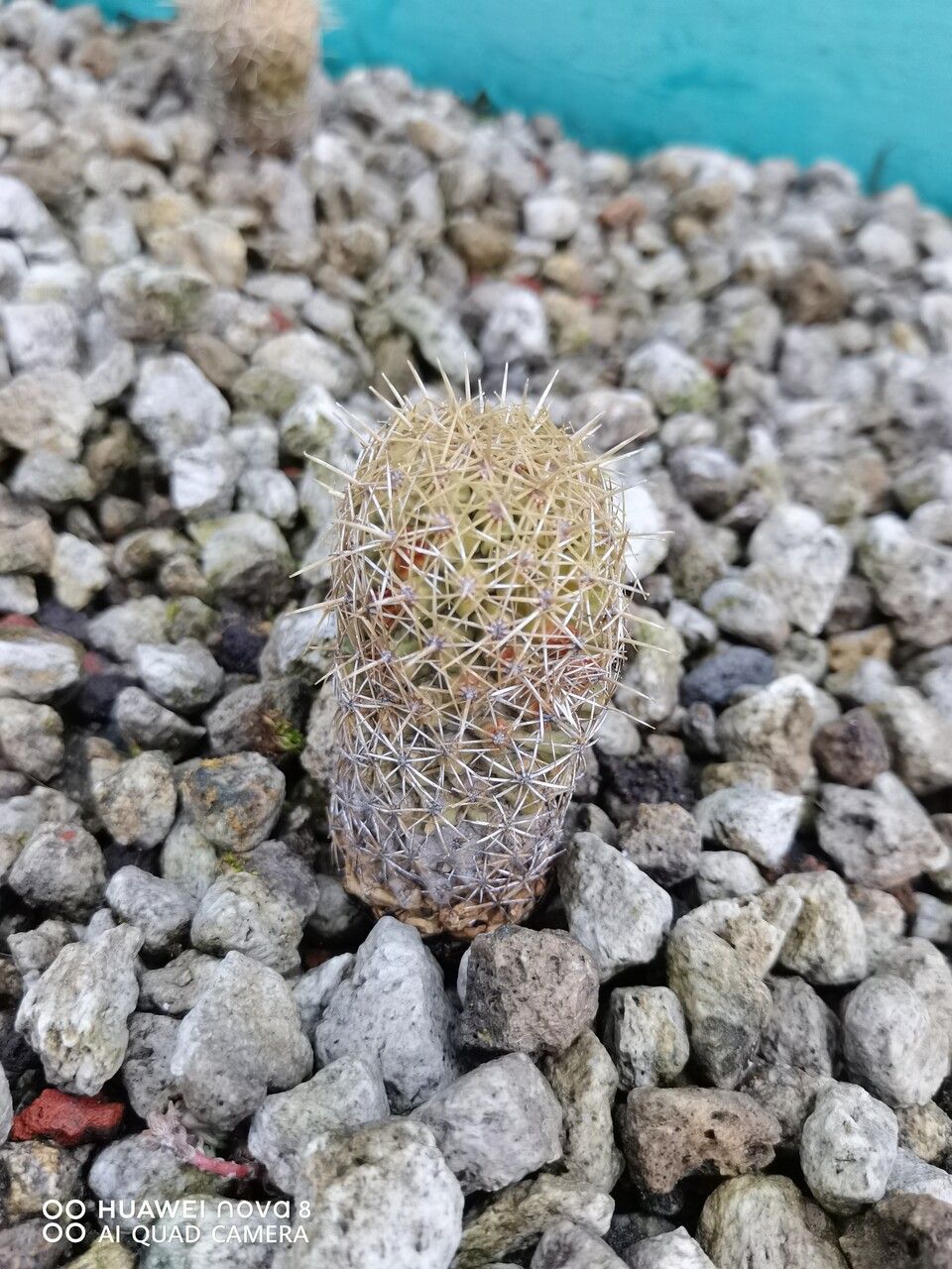 Coryphantha erecta — houseplant care guide