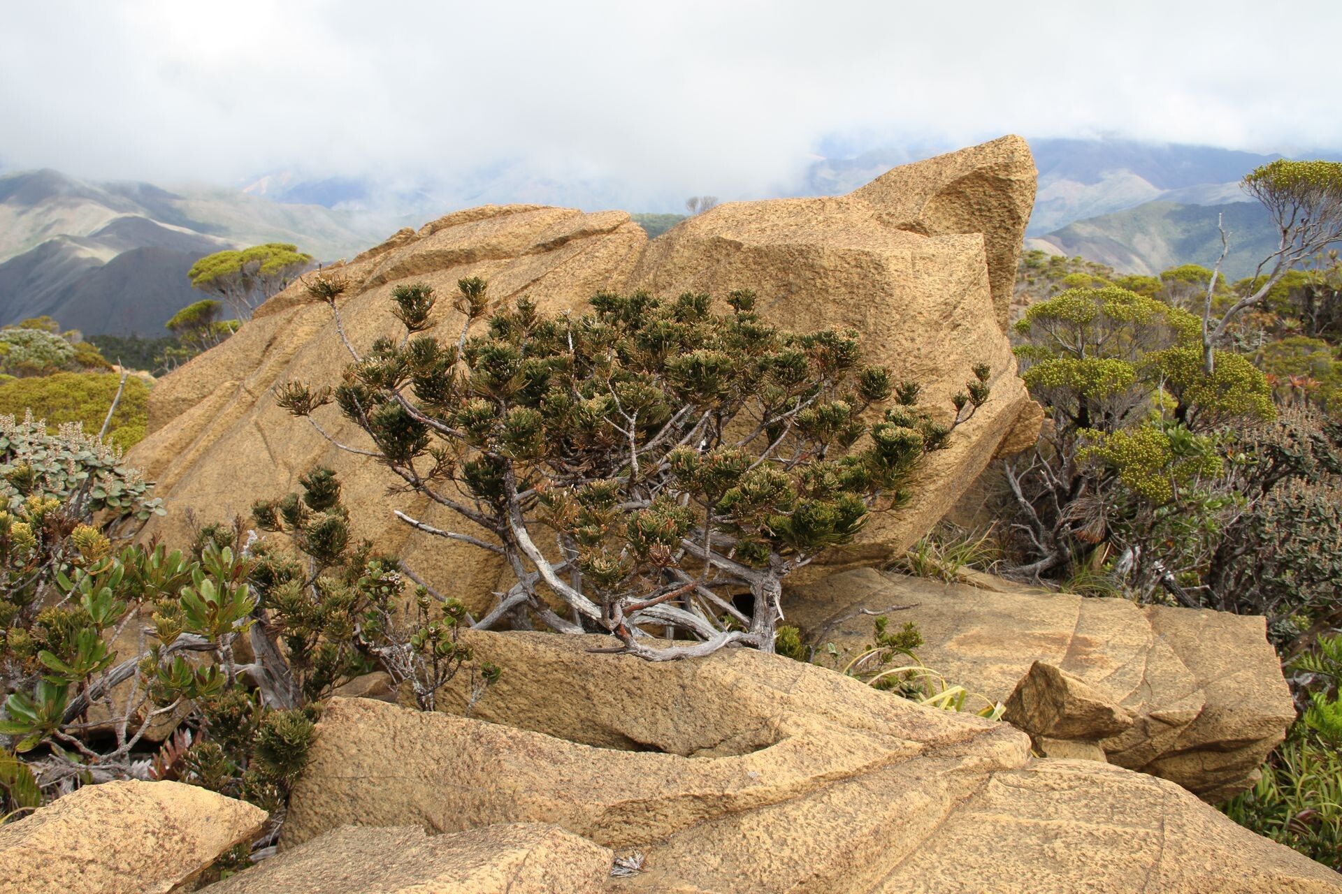 Libocedrus chevalieri — related species from the same genus