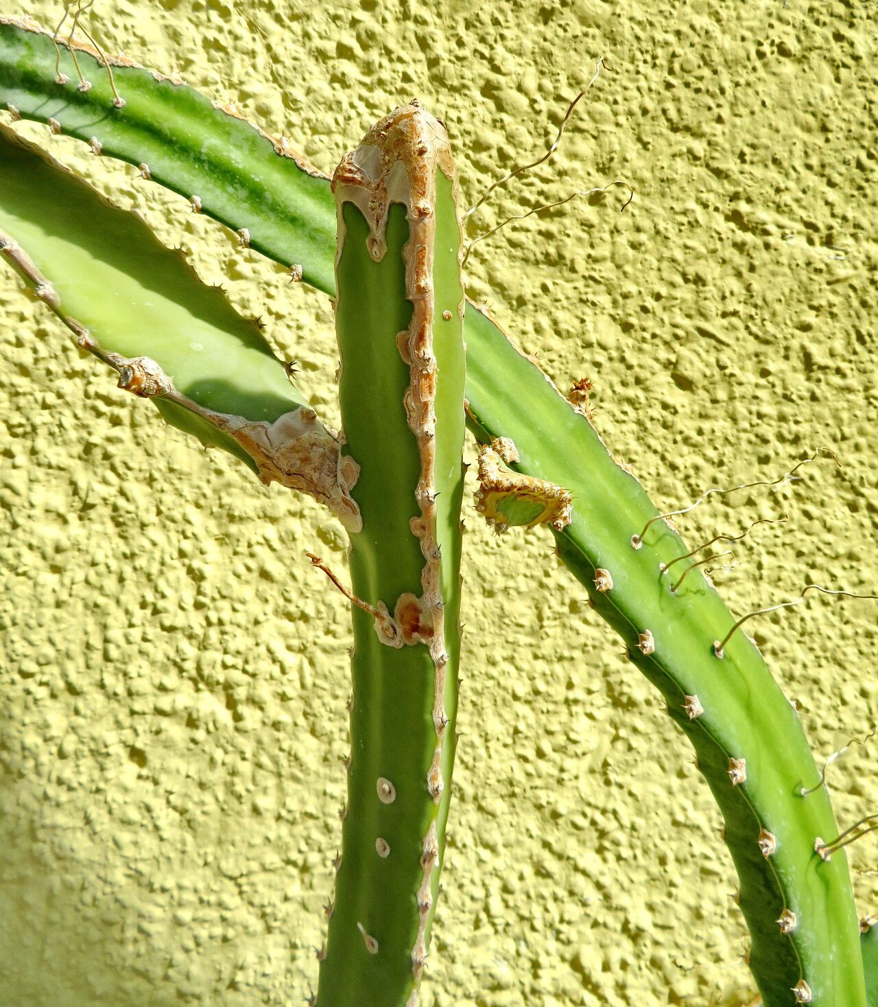 Selenicereus purpusii leaf