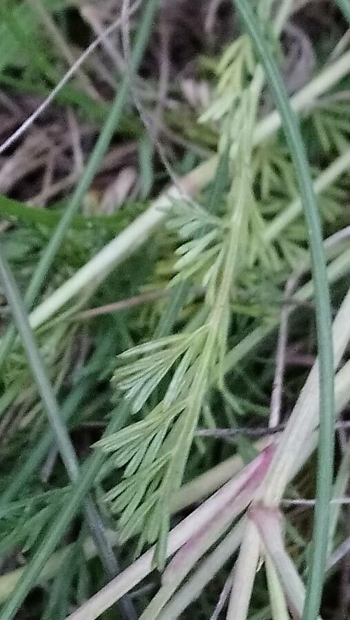 Seseli montanum leaf