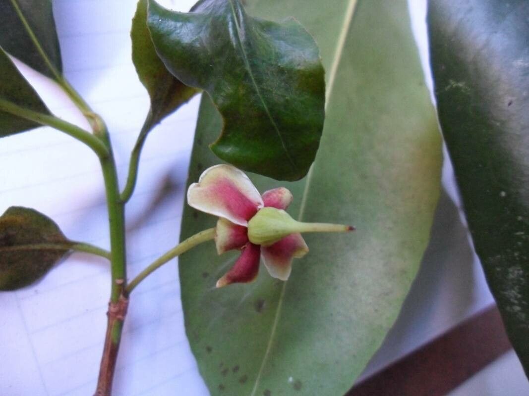 Ternstroemia carnosa flower