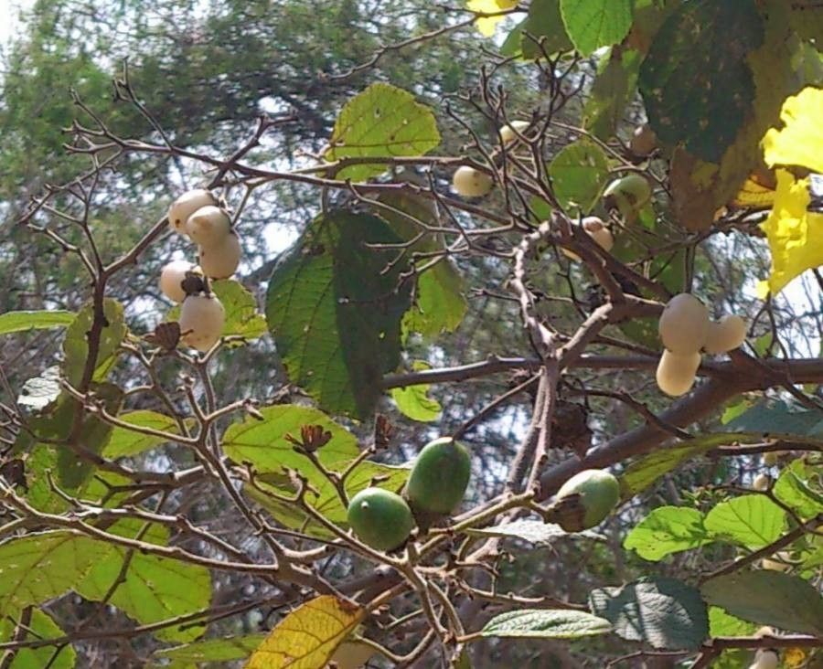 Cordia lutea fruit
