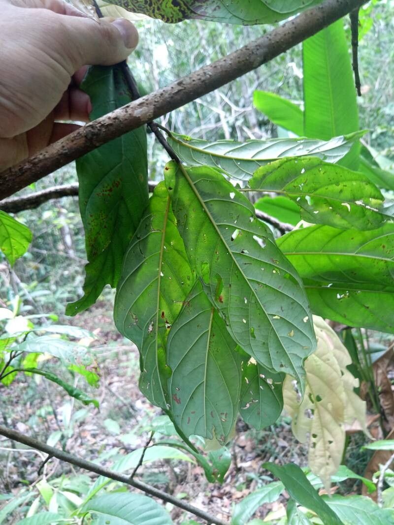 Coccoloba lucidula — houseplant care guide